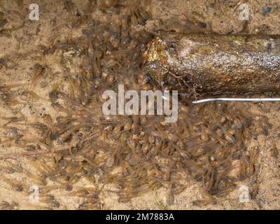 Ein Schwarm kleiner Kaulquappen in einer Regenwaldpfütze, Provinz Orellana, Ecuador Stockfoto