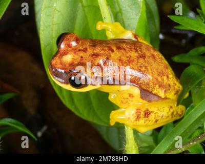 Roter Treefrog (Dendropsophus rhodopeplus) auf einem Blatt über einem Becken im ecuadorianischen Amazonas. Stockfoto