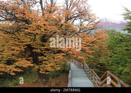 Promenade inmitten der wunderschönen Herbstlandschaft, die zum Aussichtspunkt des Perito-Moreno-Gletschers, El Calafate, Patagonien, Argentinien, Südamerika führt Stockfoto