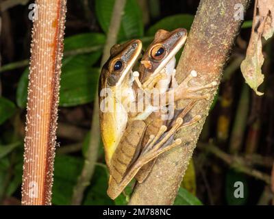 Zwei quackende Flussfrösche (Boana lanciformis) in Amplexus, Provinz Orellana, Ecuador Stockfoto