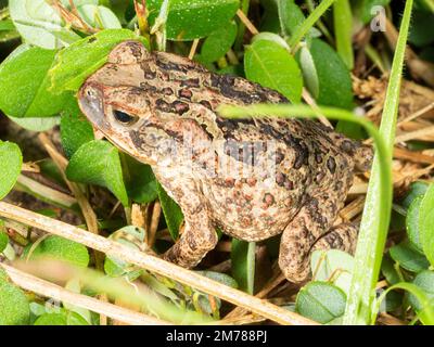 Eine junge Rohrkröte (Rhinella Marina) im Regenwald, Provinz Orellana, Ecuador Stockfoto