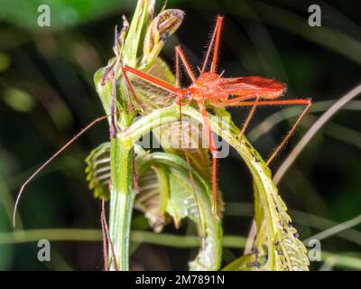 Ein bunter Killer-Käfer (Familie Reduviidae) im Regenwald, Ecuador Stockfoto