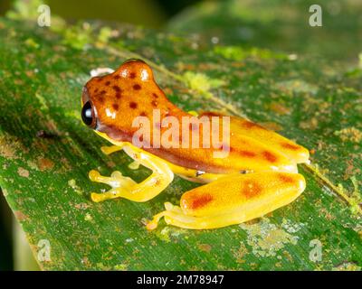 Roter Treefrog (Dendropsophus rhodopeplus) auf einem Blatt über einem Becken im ecuadorianischen Amazonas. Stockfoto