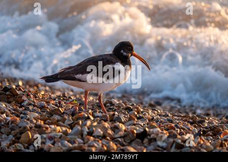 Austernkübel mit ungewöhnlichem geschwungenem Schirm am Strand mit verschwommenen Wellen im Hintergrund in der späten Abendsonne Stockfoto