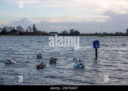 Schwäne und Cygnets schwimmen an einem Schild vorbei, das keine Durchfahrt erlaubt Stockfoto