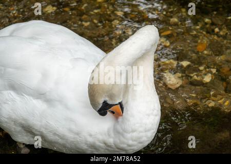 Nahaufnahme eines Erwachsenen stummen Schwans, der Federn im Fluss reinigt Stockfoto