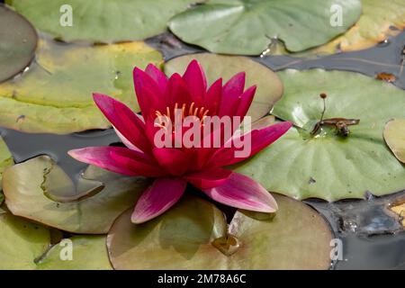 Wunderschöne, hellrote Wasserlilie inmitten von grünen Lilienpolstern Stockfoto