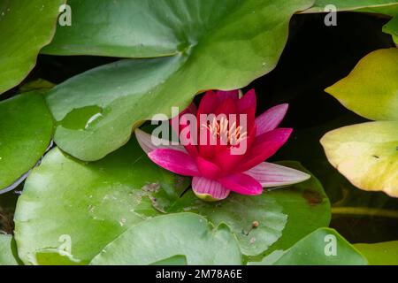 Wunderschöne, hellrote Wasserlilie inmitten von grünen Lilienpolstern Stockfoto