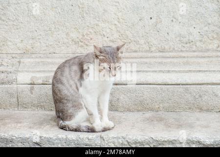Eine graue Katze sitzt neben einer Betonwand. Stockfoto