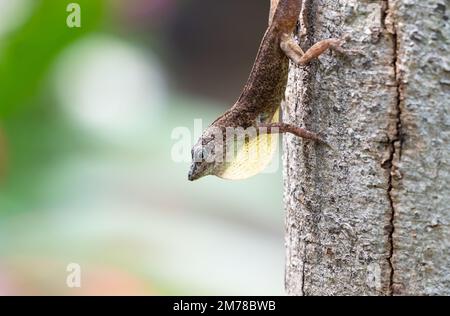 Nahaufnahme einer braunen Eidechse, die auf einem Baumstamm mit einem verschwommenen Hintergrund nach Insekten jagt Stockfoto