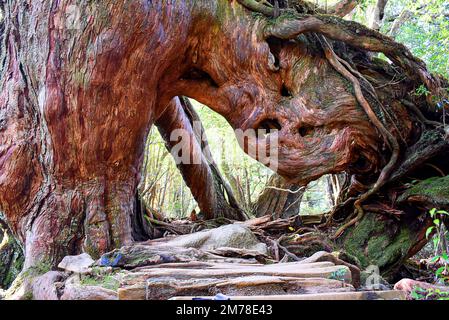 Die Shiratani Unsuikyo-Schlucht - eine grüne, herrliche Schlucht auf der Insel Yakushima in Japan, ein Mooswald mit alten Zedern, die inspiriert wurde von Stockfoto