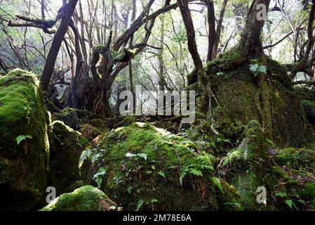 Die Shiratani Unsuikyo-Schlucht - eine grüne, herrliche Schlucht auf der Insel Yakushima in Japan, ein Mooswald mit alten Zedern, die inspiriert wurde von Stockfoto