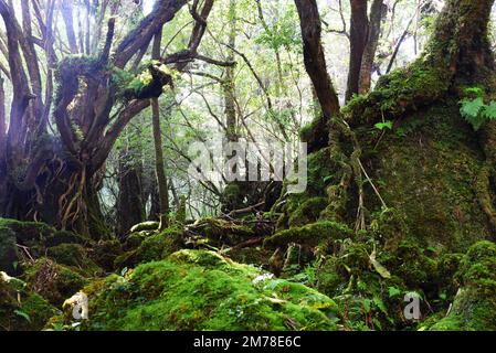 Die Shiratani Unsuikyo-Schlucht - eine grüne, herrliche Schlucht auf der Insel Yakushima in Japan, ein Mooswald mit alten Zedern, die inspiriert wurde von Stockfoto