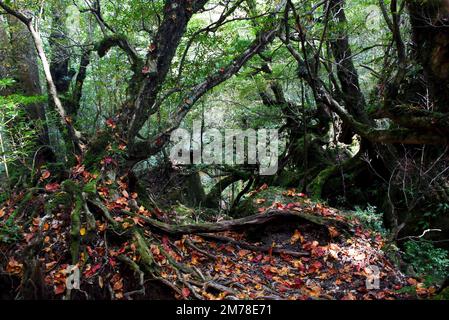 Die Shiratani Unsuikyo-Schlucht - eine grüne, herrliche Schlucht auf der Insel Yakushima in Japan, ein Mooswald mit alten Zedern, die inspiriert wurde von Stockfoto