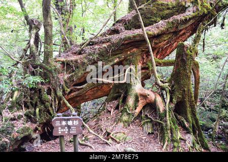 Die Shiratani Unsuikyo-Schlucht - eine grüne, herrliche Schlucht auf der Insel Yakushima in Japan, ein Mooswald mit alten Zedern, die inspiriert wurde von Stockfoto