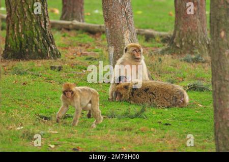 Die Berbermakaken, Macaca sylvanus auf dem grünen Gras. Stockfoto