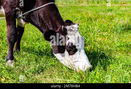 Junge Kuh, die Gras auf dem Feld isst. Die Kuh frisst Gras. Kuh auf der Weide Stockfoto