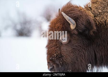 Eine Nahaufnahme des Seitenprofils eines Prärie-Bison, der im Winter auf einer schneebedeckten Weide gefangen wurde Stockfoto