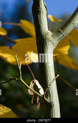 Gelbes Herbstlaub und gestreifte Rinde aus japanischem Ahorn / Acer White Tigress UK Garden Oktober Stockfoto