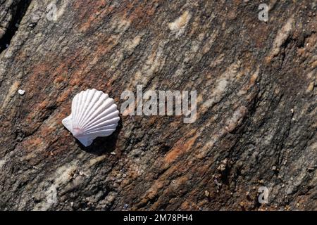 Helle Garnelen auf einigen stark strukturierten rötlichen Felsen Stockfoto