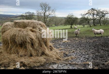 Ein Heurick in der Lancashire-Landschaft, umgeben von zahlreichen sehr hungrigen Schafen, Januar 2023 Stockfoto