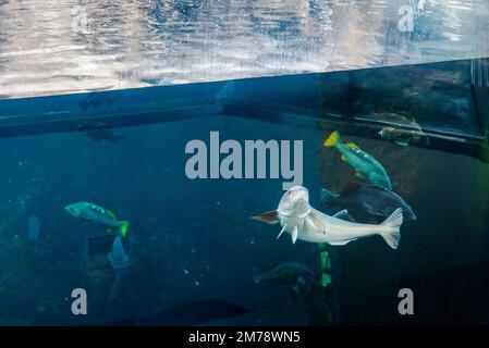 Lebende Unterwasserfische in einem großen Aquarium mit Glaswänden; Alaska SeaLife Center; Resurrection Bay; Seward; Alaska; USA Stockfoto