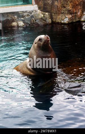 Steller Sea Lion; Eumetopias jubatus; in einem großen Aquarium mit Glaswänden; Alaska SeaLife Center; Resurrection Bay; Seward; Alaska; USA Stockfoto