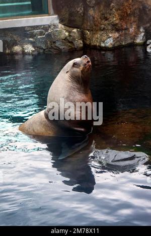 Steller Sea Lion; Eumetopias jubatus; in einem großen Aquarium mit Glaswänden; Alaska SeaLife Center; Resurrection Bay; Seward; Alaska; USA Stockfoto