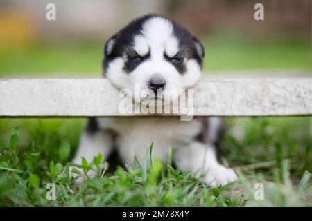 Ein bezaubernder, schläfriger, sibirischer Husky-Welpe, der auf dem Gras sitzt Stockfoto