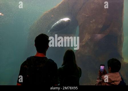 Touristen sehen Ringed Seal; Phoca Hispida; Alaska SeaLife Center; Resurrection Bay; Seward; Alaska, USA Stockfoto