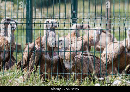 griffongeier, Zigeuner Fulvus, eingesperrt in einem temporären Käfig, um eingesperrt zu werden, Katalonien, Spanien Stockfoto