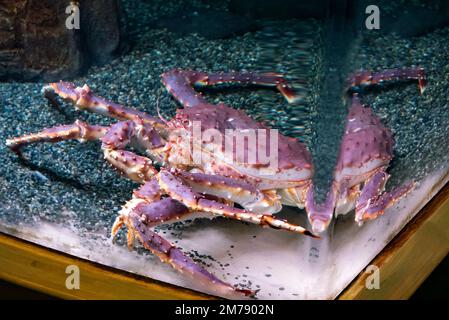 Rote Königskrabbe; Paralithodes camtschaticus; in einem großen, von Glaswänden umgebenen Aquarium; Alaska SeaLife Center; Resurrection Bay; Seward; Alaska; USA Stockfoto