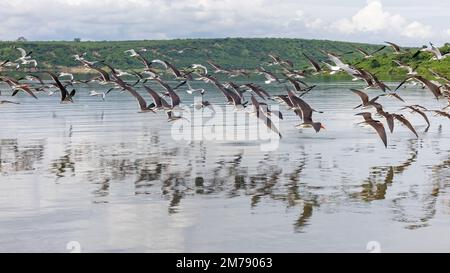 Afrikanische Skimmers, Rynchops Flavirostris, im Flug über den Lake Edward, Uganda. Diese Vögel gleiten direkt unter der Wasseroberfläche nach Fischen ab und sind nea Stockfoto