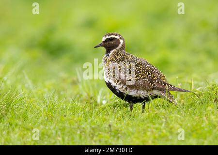 Goldpfeifer (Pluvialis apricaria), männlicher Erwachsener, der auf dem Gras steht, Nordostregion, Island Stockfoto