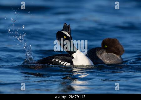 Barrow's Goldeneye (Bucephala islandica), männlicher Erwachsener, der im Wasser in der Nähe eines Weibchens auftritt, Nordostregion, Island Stockfoto