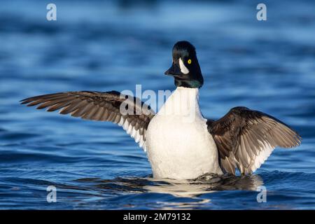 Barrow's Goldeneye (Bucephala islandica), männlicher Erwachsener, der mit seinen Flügeln flattert, Nordostregion, Island Stockfoto