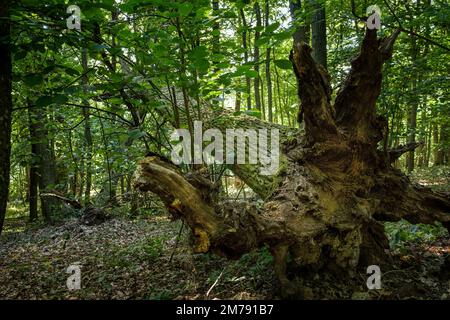 Der gefallene Baum im deutschen Wald mit Blick auf die Wurzel. Stockfoto