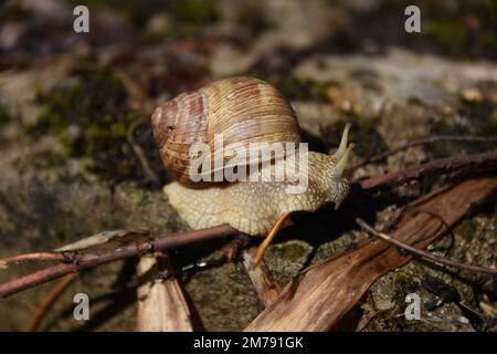 Schnecke auf einem Felsen mit ihrer Muschel Stockfoto