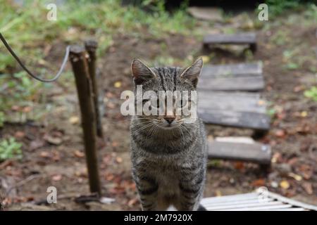 Eine Katze, die auf einem Waldweg läuft Stockfoto