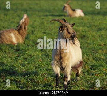 Holländische Landrassen-Ziegen auf einer Wiese. Diese Rasse hat Hörner und einen Spitzbart. Stockfoto