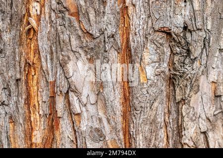 Makro mit Baumrinde-Struktur für Nahaufnahmen von Tapeten Stockfoto
