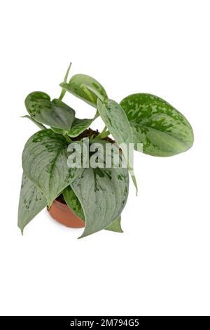 Kleine exotische 'Scindapsus Pictus silvery Ann' Zimmerpflanze in Topf auf weißem Hintergrund Stockfoto