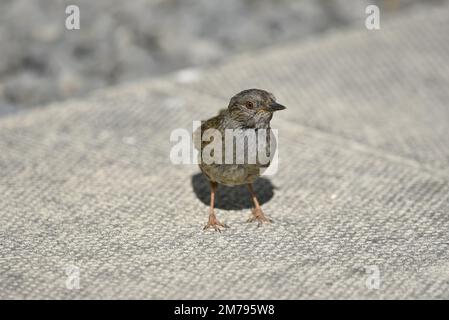 Nahaufnahme eines jugendlichen Dunnock (Prunella modularis) mit nach rechts gedrehtem Kopf, der an einem heißen sonnigen Tag in Großbritannien auf einer Pflasterplatte steht Stockfoto