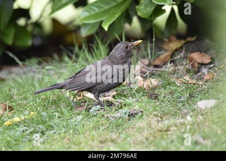 Nahaufnahme des rechten Profils eines jungen männlichen Gemeinen Blackbird (Turdus merula), der im Juli in Großbritannien auf Gras und trockenen Blättern mit grünem Hintergrund lief Stockfoto