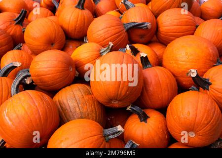 Ein Haufen Kürbisse zum Verkauf in Upstate New York. Stockfoto
