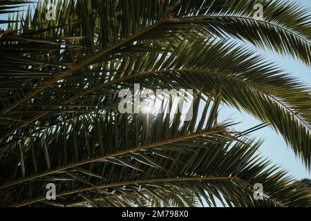 Sonnenlicht durch eine Palme Stockfoto