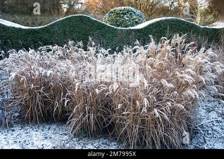 Frostige Tage nach dem Schneefall mit großen Gräsern an der Grenze eines Wintergartens vor dem Hintergrund einer perfekt geschnittenen, gebogenen Hecke – Berkshire, Großbritannien Stockfoto