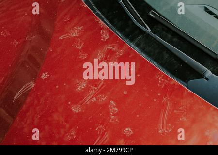 Wunderschönes rotes Auto im Sommer mit Katzenmarkierungen auf der Motorhaube Stockfoto