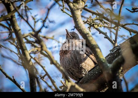 Gewöhnliche Ameisenvögel aus nächster Nähe Stockfoto