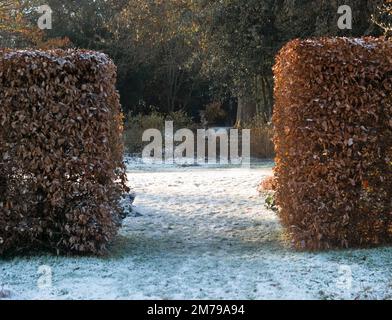 Buchenhecke (fagus sylvatica) im Winter mit Schnee und Frost auf dem Boden – Berkshire, Großbritannien Stockfoto